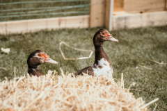 NicoleAchsFotografie-04615