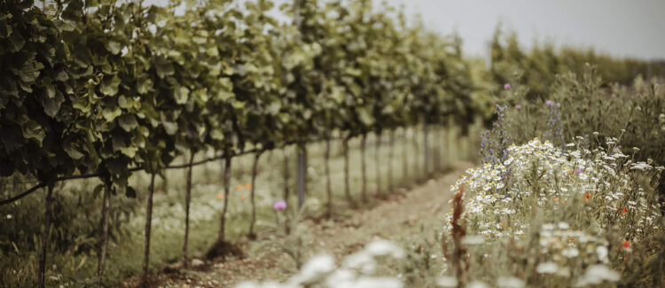 weingut_hannes_reeh_wein_kaufen_aus_andau_burgenland_buy_vine_burgenland_austria_87-2048x1367-2048x1367