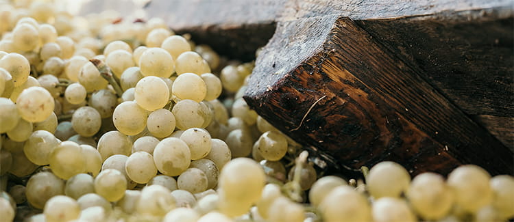 So schmeckt der Haus & Hof Grüner Veltliner So schmeckt der Haus & Hof Grüner Veltliner