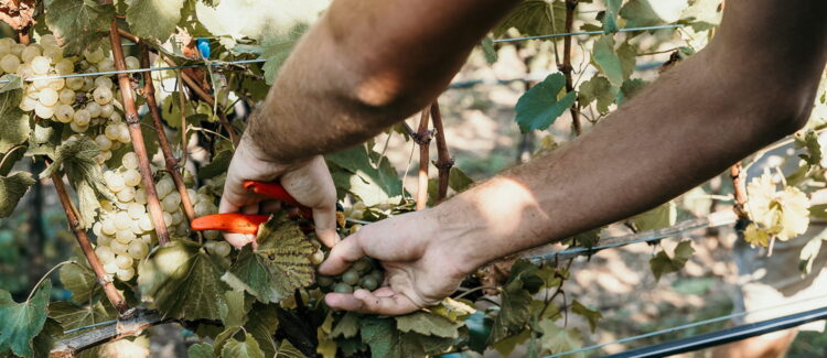 Was diesen Grünen Veltliner ausmacht Was diesen Grünen Veltliner ausmacht